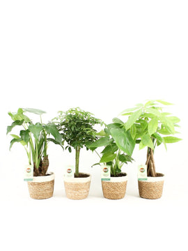 Alocasia Cucullata, Pachira, Schefflera, Monstera Deliciosa mit Topf 