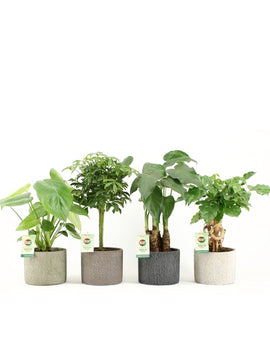 Alocasia Cucullata, Pachira, Schefflera, Monstera Deliciosa mit Topf 