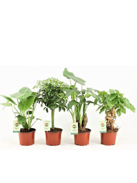 Alocasia Cucullata, Pachira, Schefflera, Monstera Deliciosa