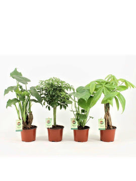 Alocasia Cucullata, Pachira, Schefflera, Monstera Deliciosa mit Topf 