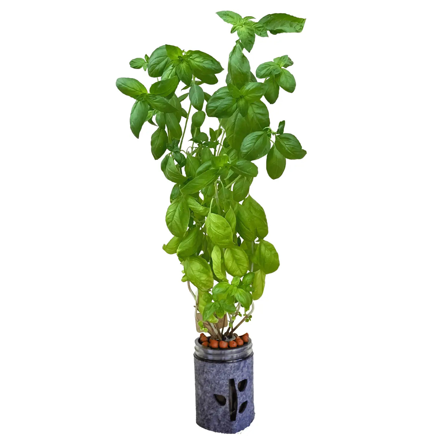 Grow Hydroponic Anzuchtset Basilikum, Ø475ml – vielgrün