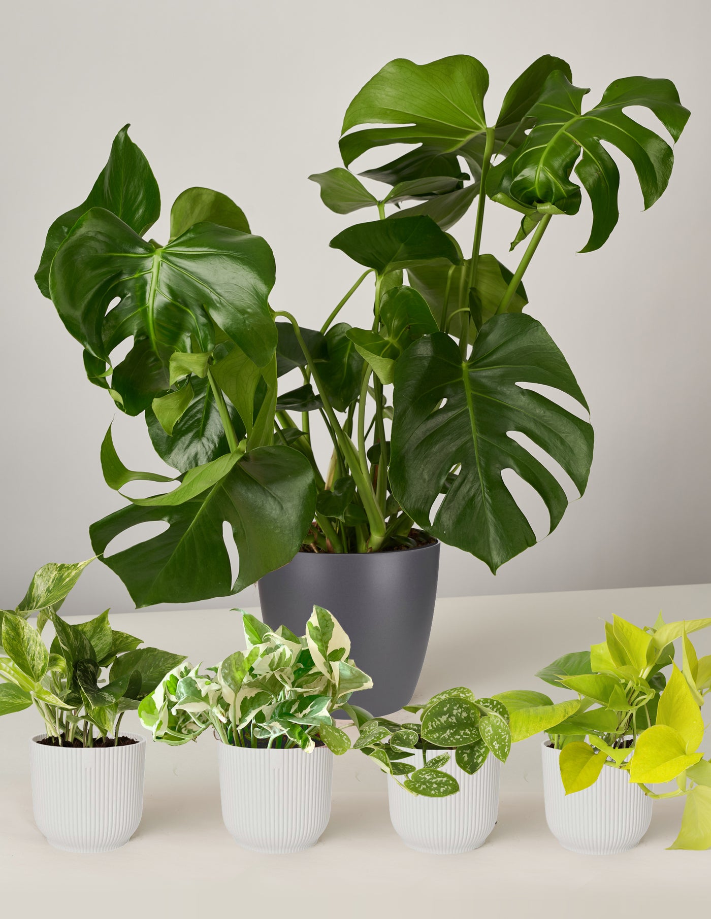Monstera Deliciosa XL, Efeutute Scindapsus Pictus Trebie, Marble Queen –  vielgrün