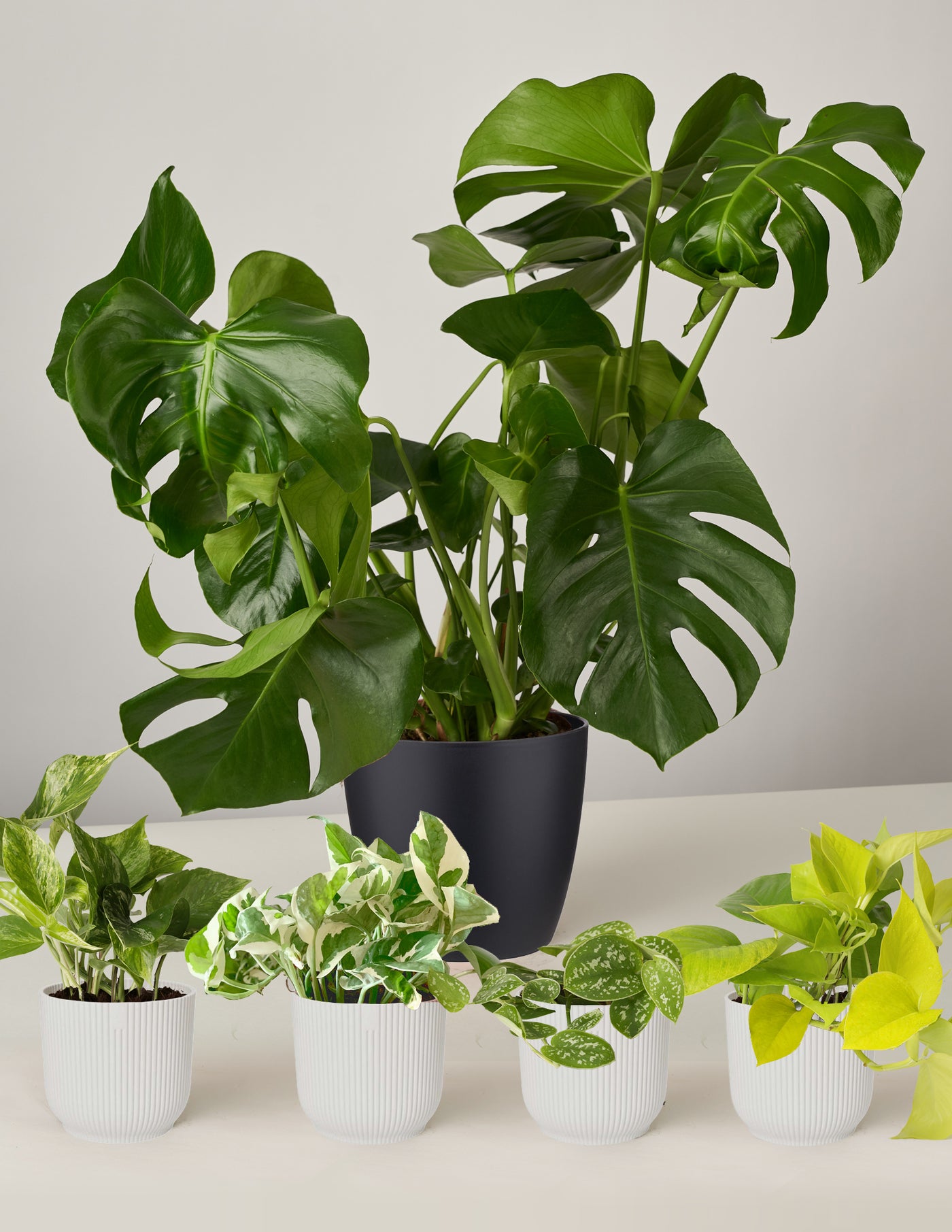 schwarze monstera kaufen Monstera Deliciosa XL, Efeutute Scindapsus Pictus Trebie, Marble Queen –  vielgrün