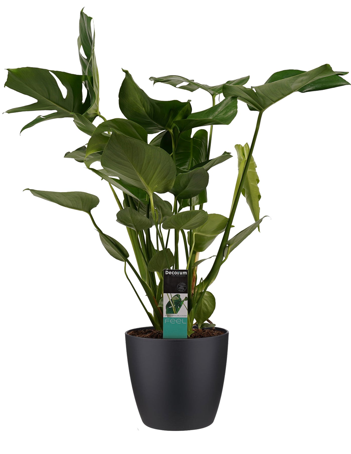 Monstera Deliciosa  vielgrn