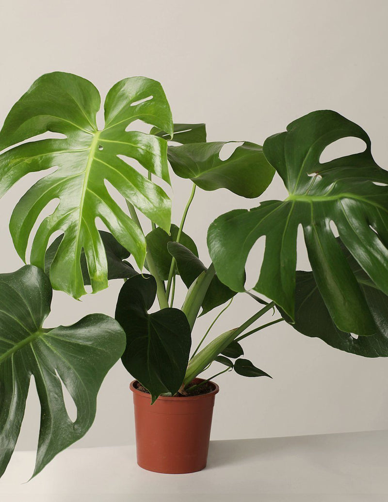 Fensterblatt Monstera Deliciosa - 