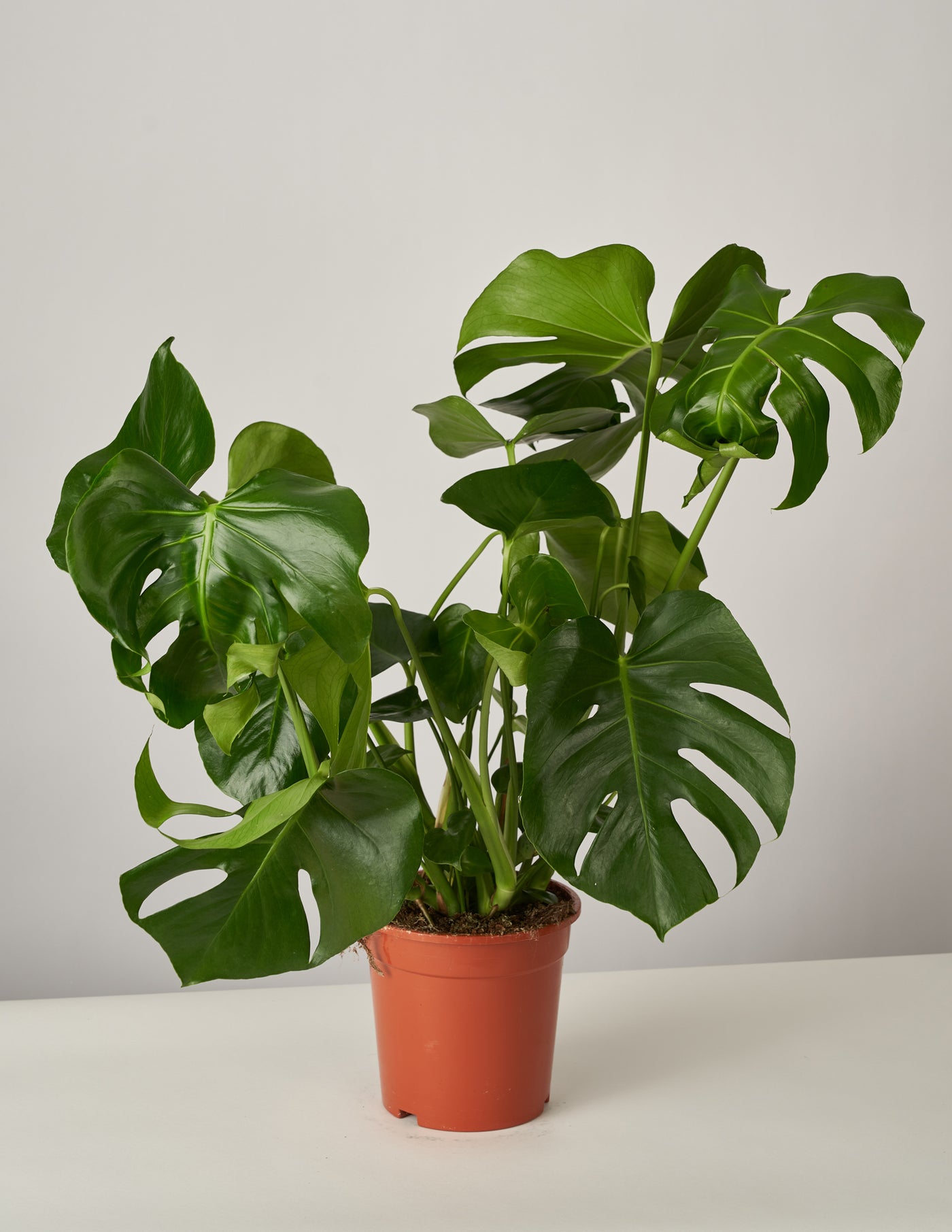Monstera Deliciosa XL, Efeutute Scindapsus Pictus Trebie, Marble Queen –  vielgrün