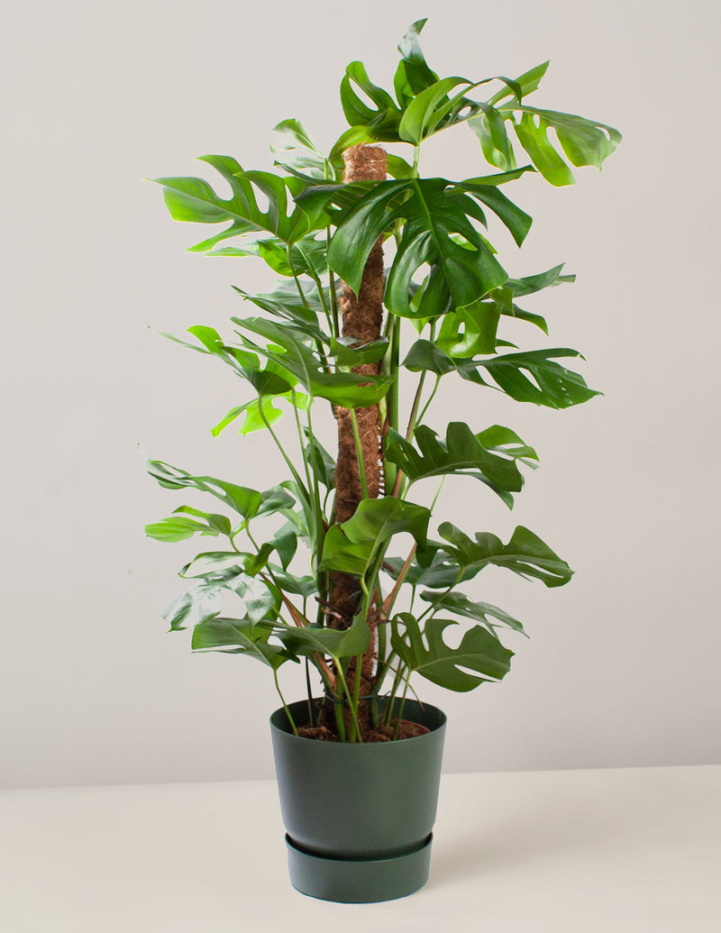 monstera deliciosa kaufen groß Monstera Deliciosa XXL, 120cm – vielgrün