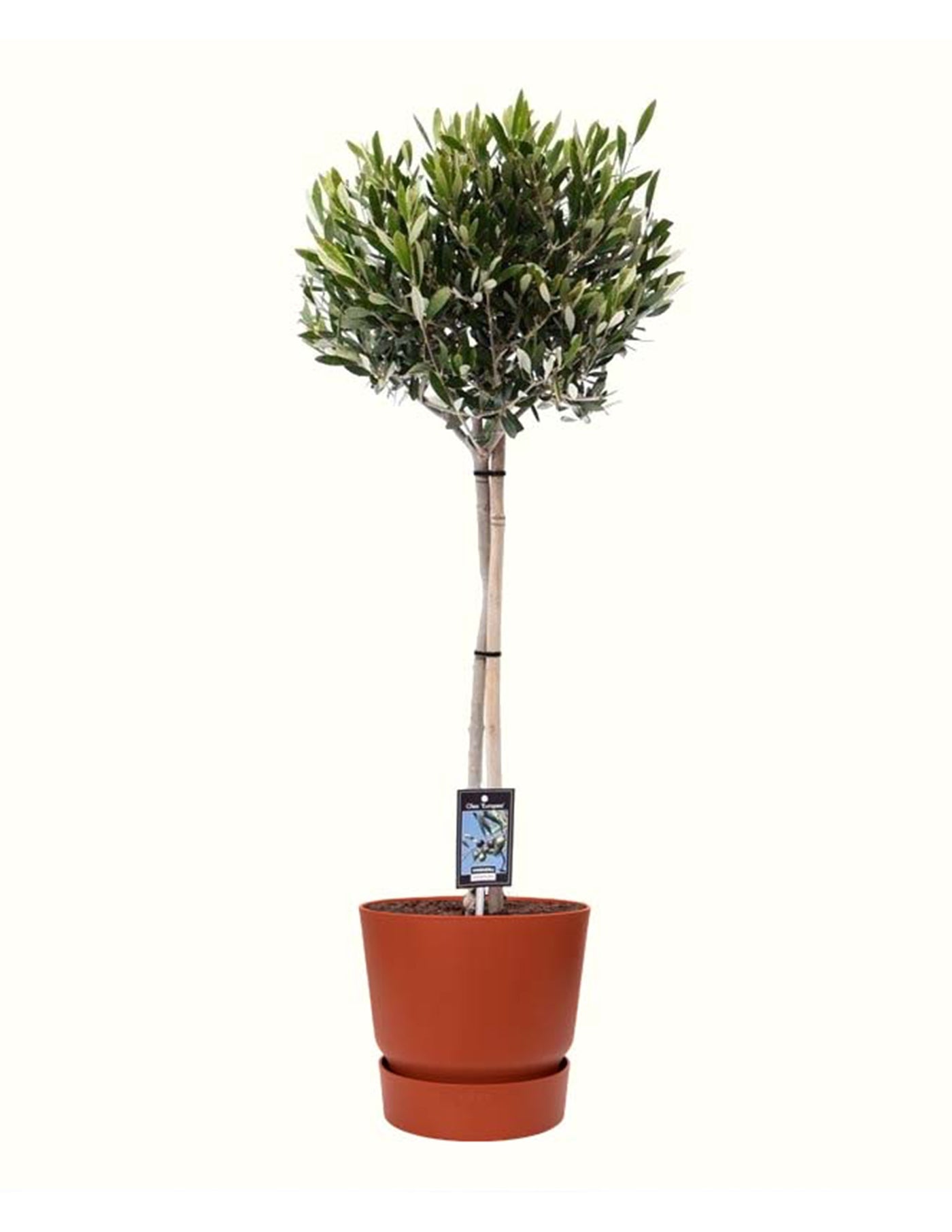 olivenbaum-pflege topf Olivenbaum Olea Europaea XL – vielgrün