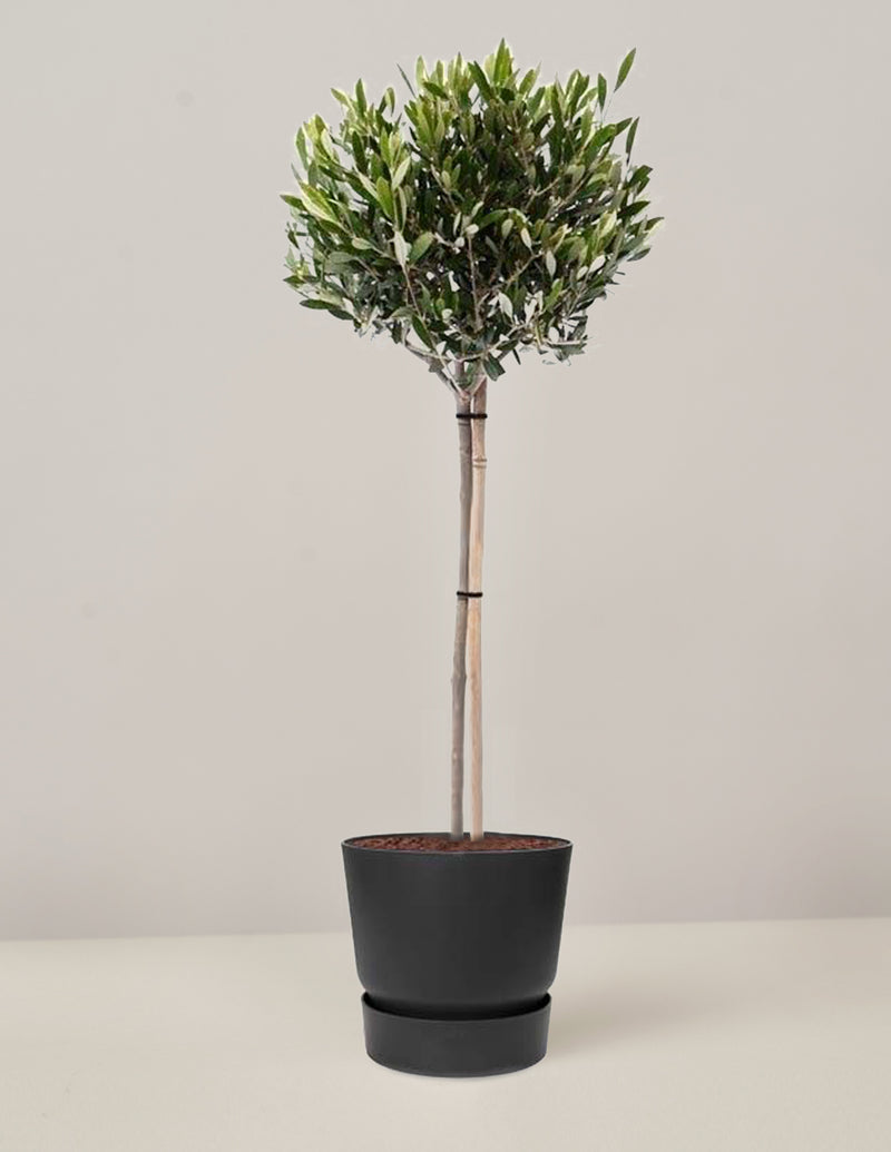 Olivenbaum Olea Europaea XL