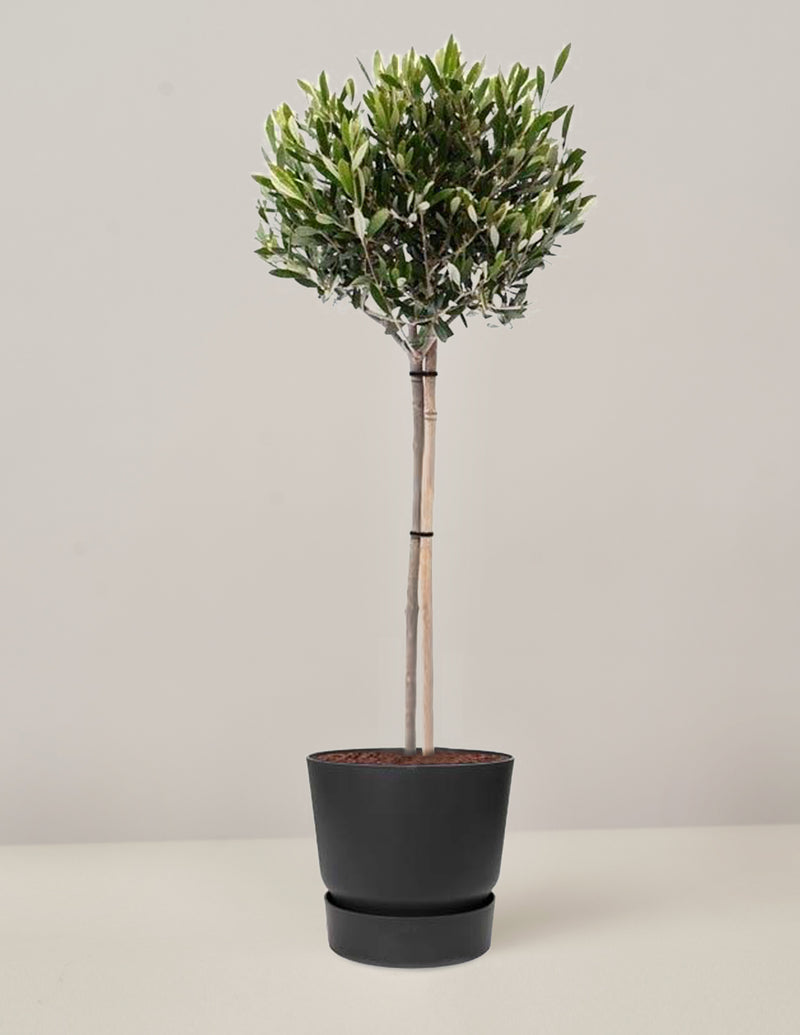 Olivenbaum Olea Europaea XL – vielgrün