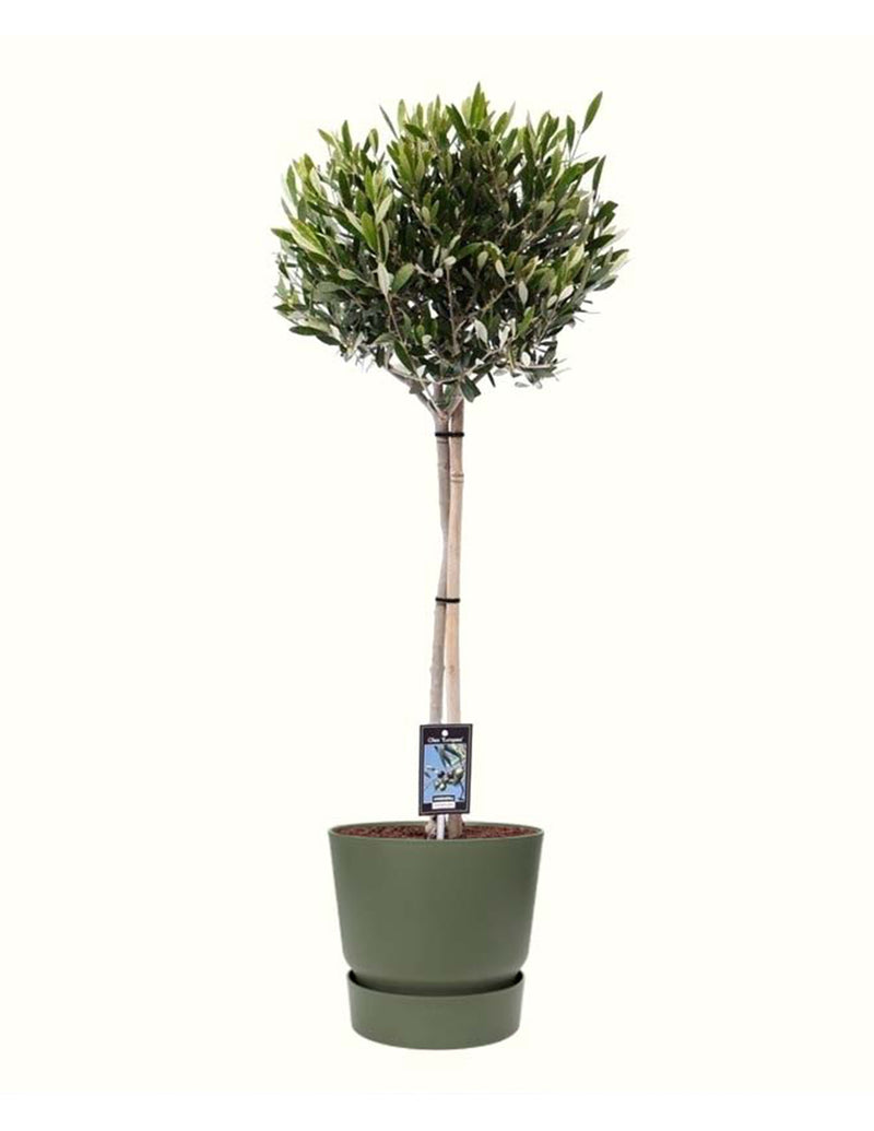 Olivenbaum Olea Europaea XL