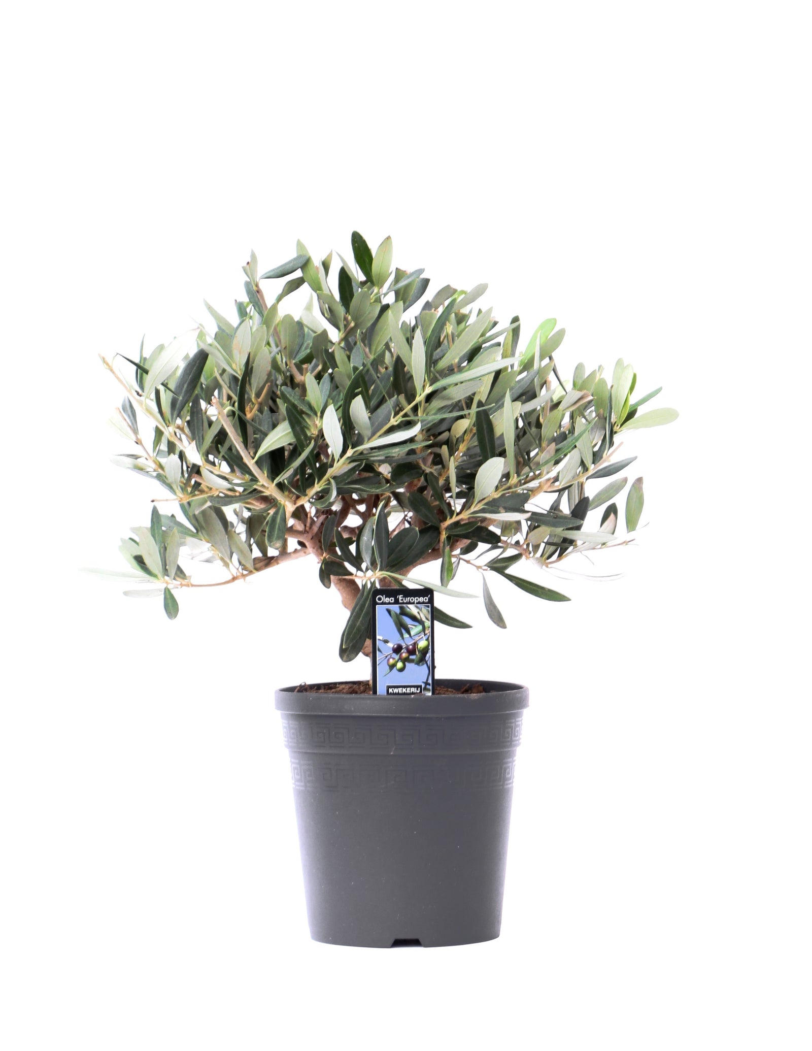 Olea Europaea Olivenbaum – vielgrün