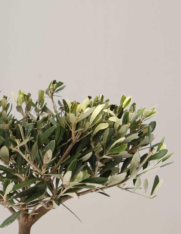 Olea Europaea Olivenbaum