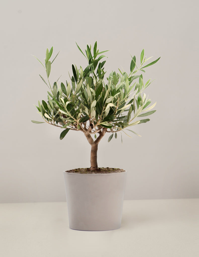 Olea Europaea Olivenbaum – vielgrün