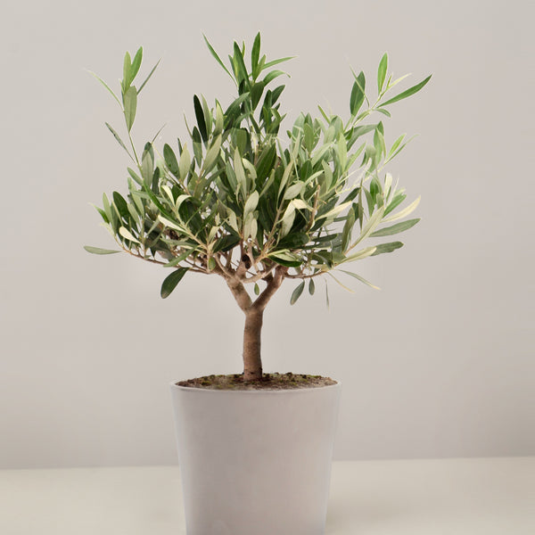 Olea Europaea Olivenbaum – vielgrün