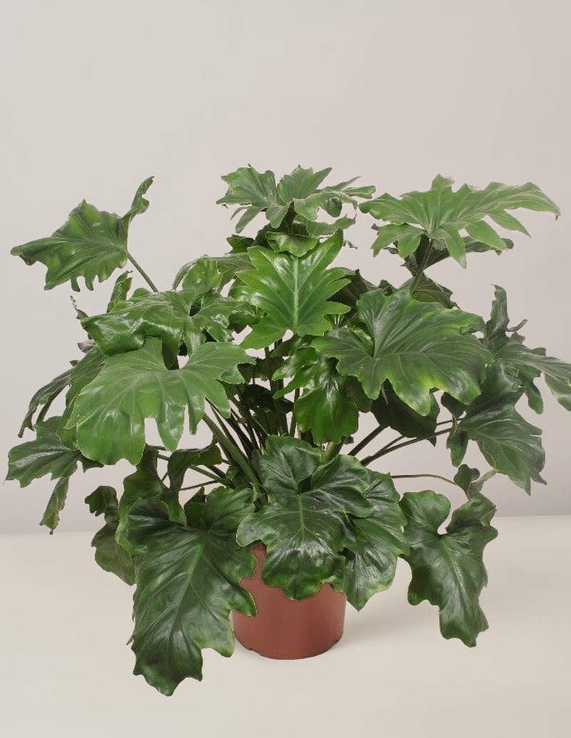 philodendron bipinnatifidum kaufen Philodendron Bipinnatifidium XXL 115cm – vielgrün