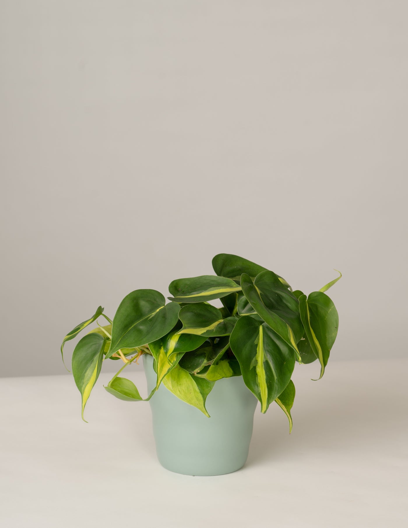 Philodendron Scandens Brazil Baumfreund – vielgrün