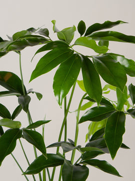 Philodendron Green Wonder XL