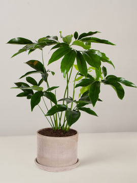 Philodendron Green Wonder XL