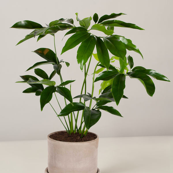 Philodendron Green Wonder XL – vielgrün
