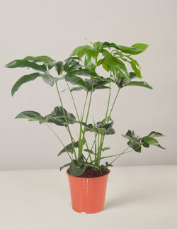 Philodendron Green Wonder XL