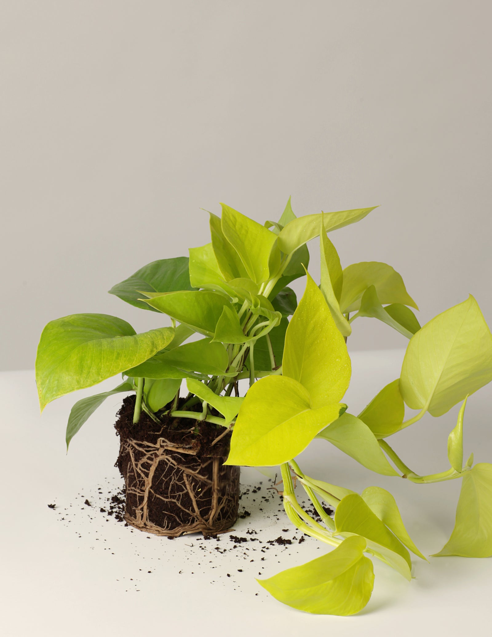 Efeutute Scindapsus Pictus Trebie, Marble Queen, N'joy, Philodendron N –  vielgrün