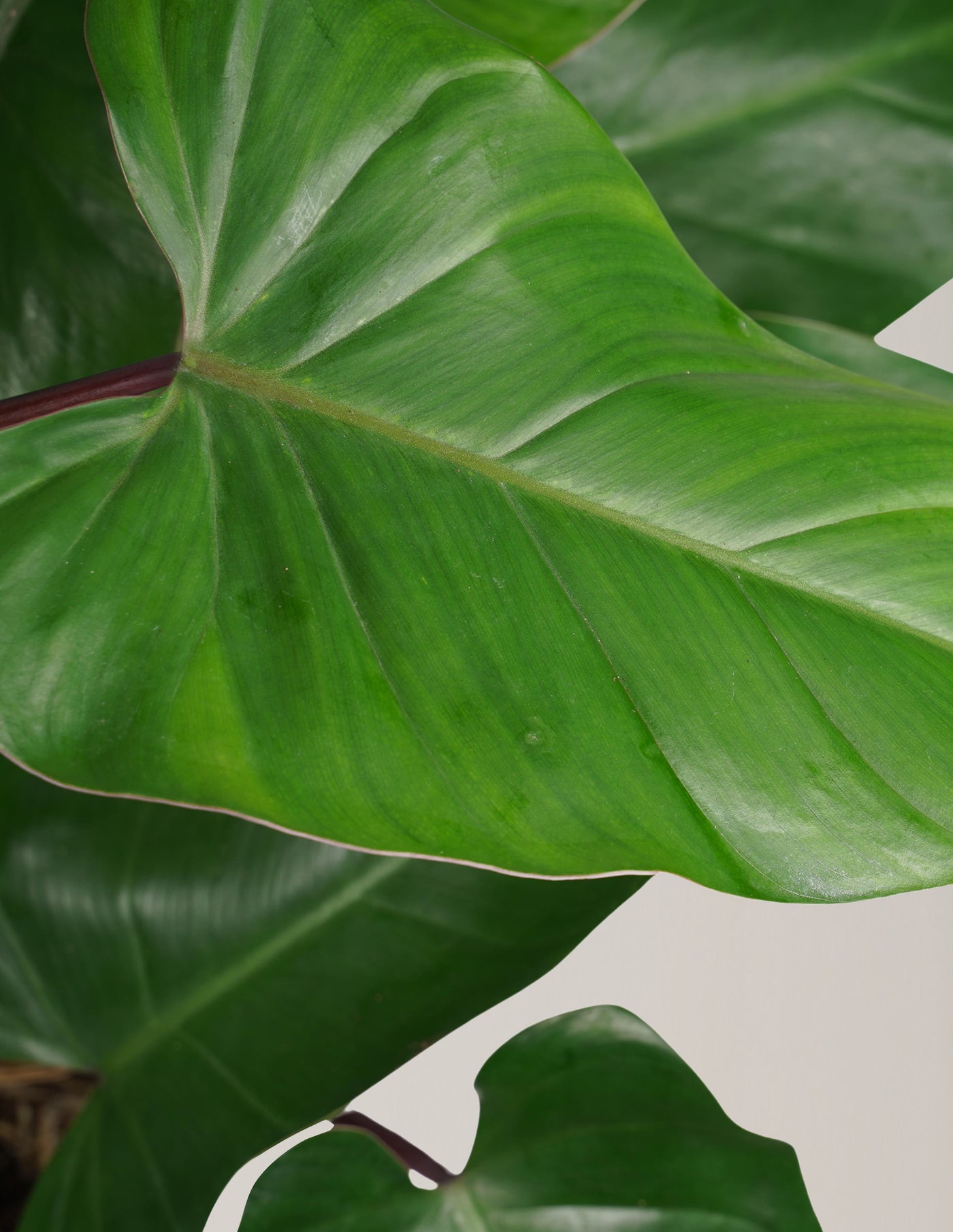 Philodendron Red Emerald mit Moosstab XL – vielgrün