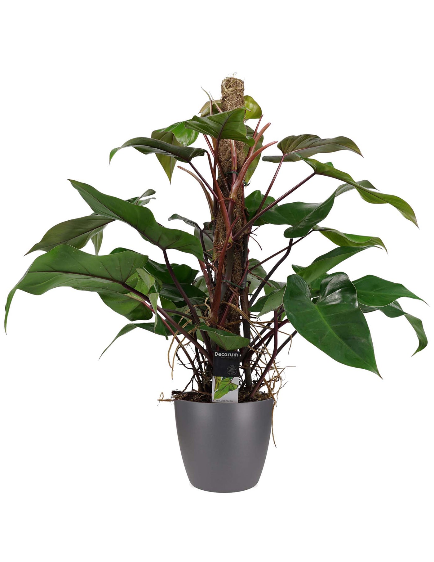 Philodendron Red Emerald mit Moosstab XL – vielgrün