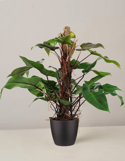 Philodendron Red Emerald mit Moosstab XL