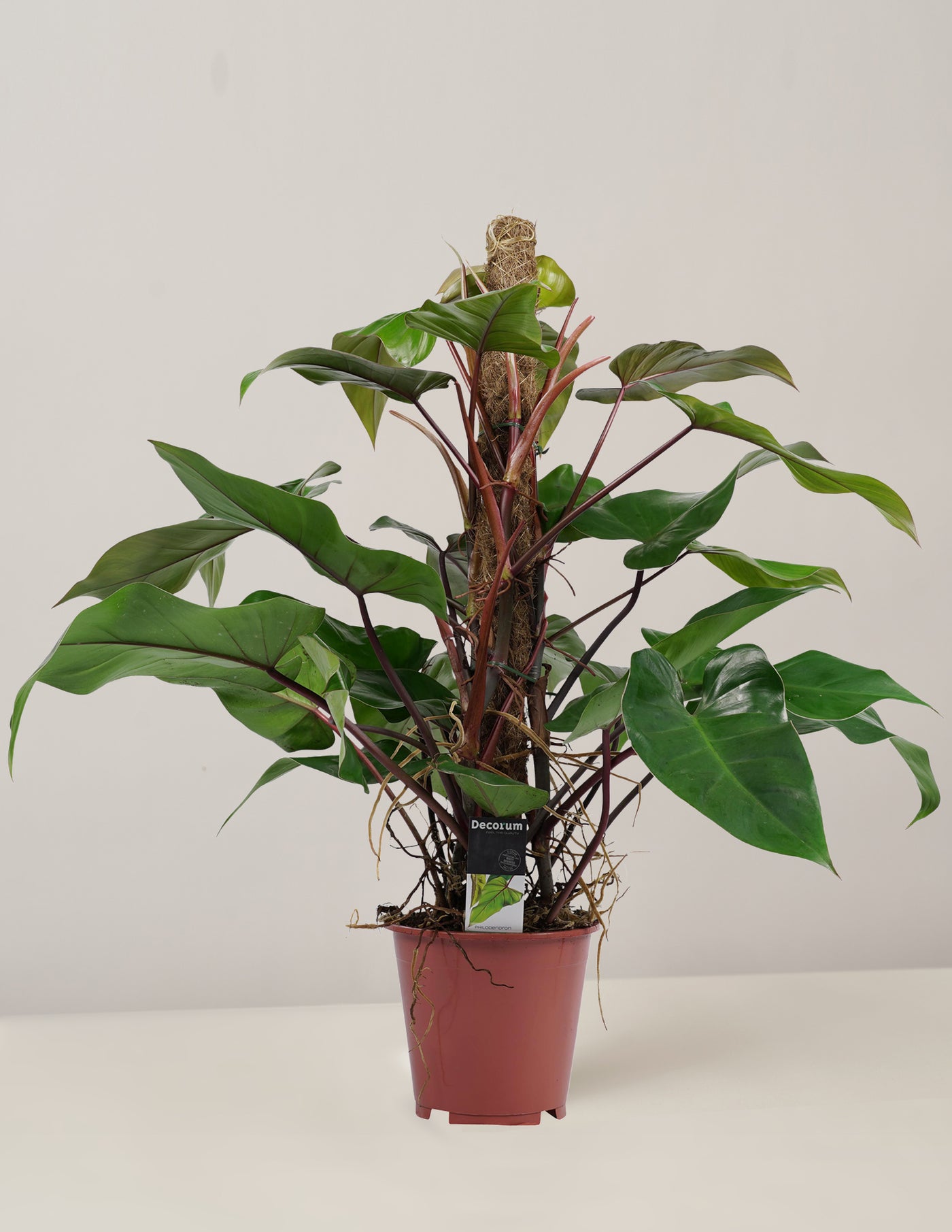 Philodendron Red Emerald mit Moosstab XL – vielgrün