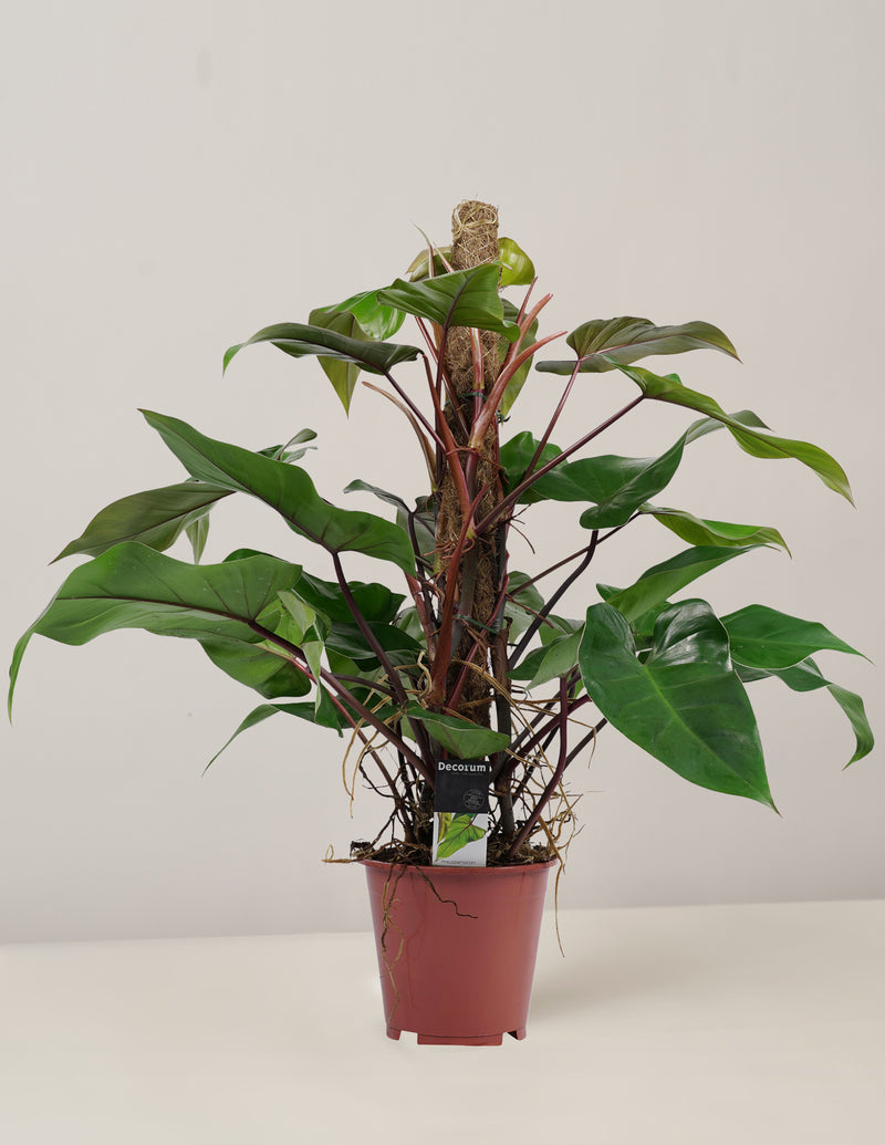 Philodendron Red Emerald mit Moosstab XL