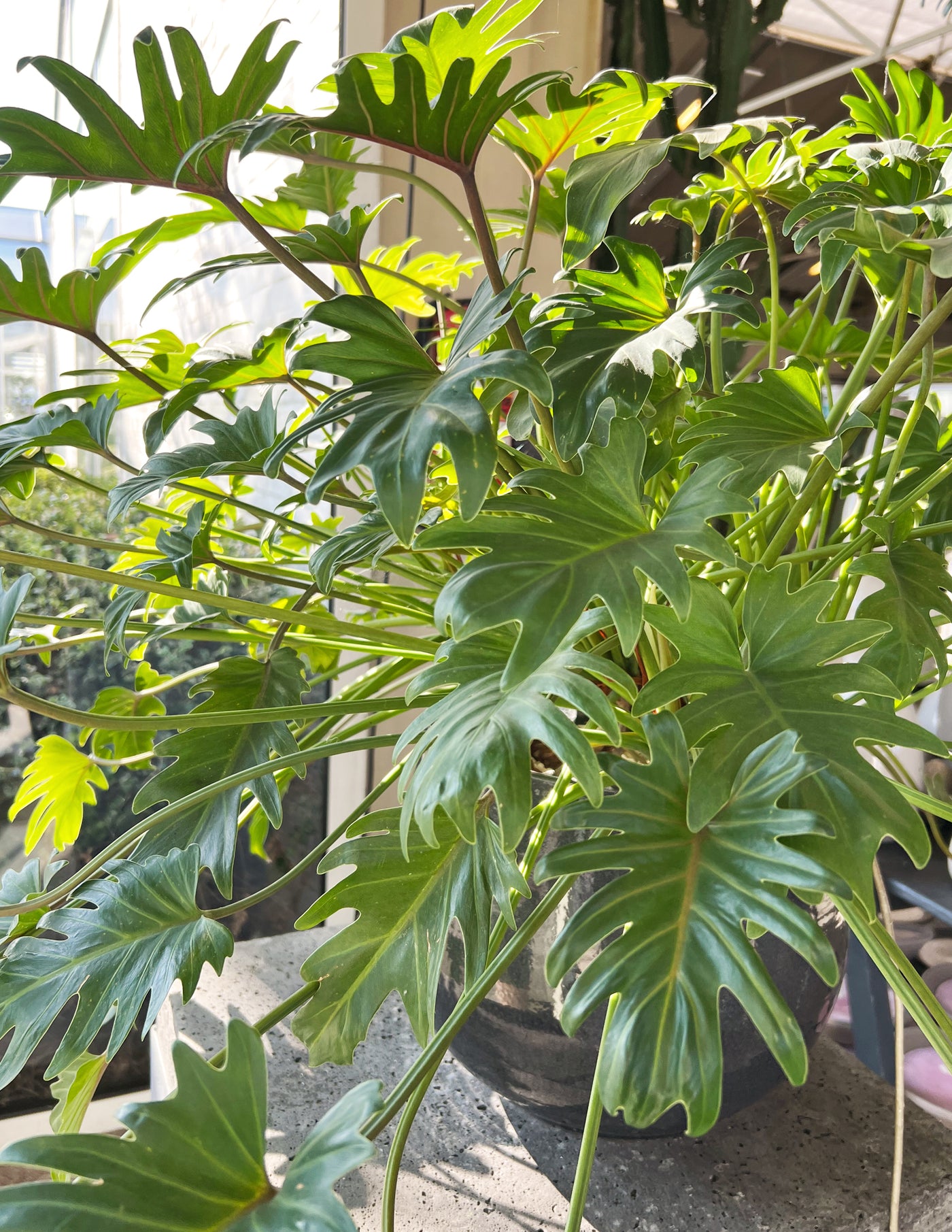 philodendron xanadu kaufen Philodendron Xanadu XL – vielgrün