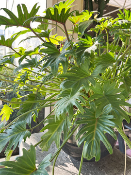 Philodendron Xanadu XL