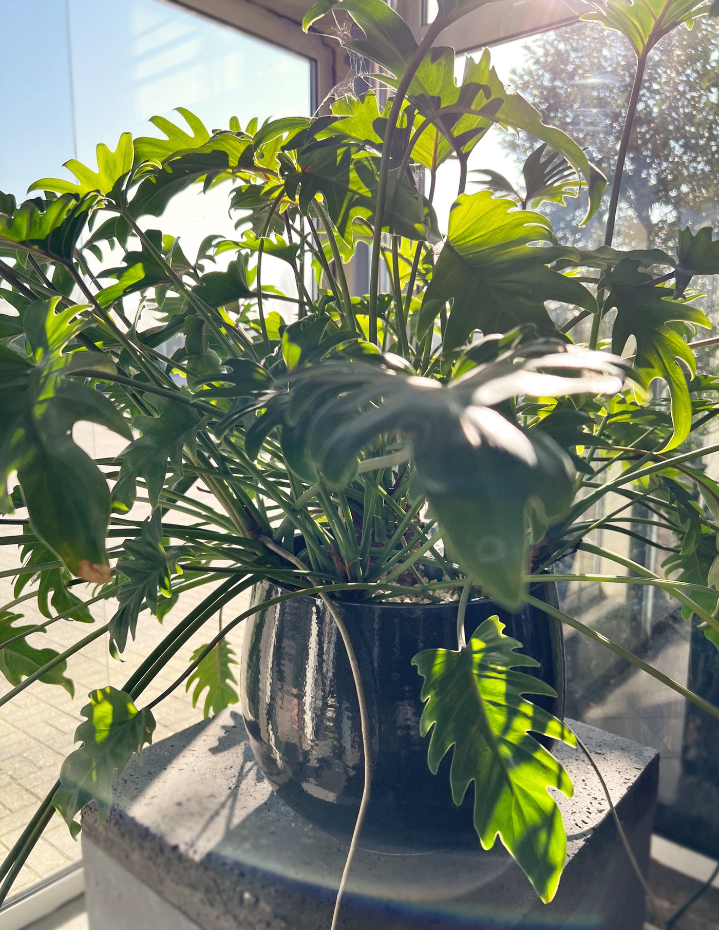philodendron xanadu giftig Philodendron Xanadu XL – vielgrün