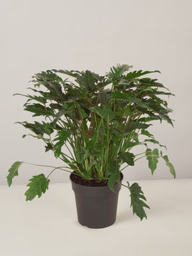 Philodendron Xanadu XL