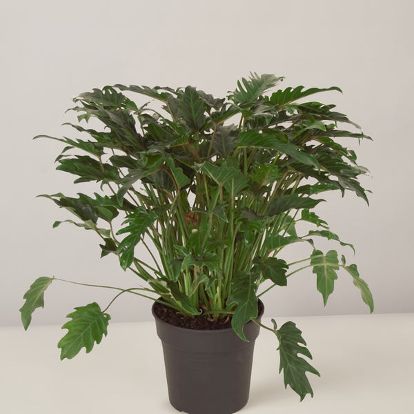 Philodendron Xanadu XL – vielgrün