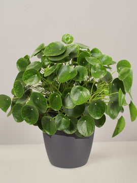 Pilea Peperomioides XL Pfannkuchenpflanze