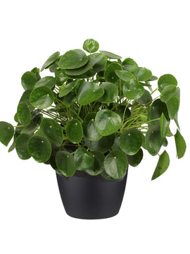 Pilea Peperomioides XL Pfannkuchenpflanze