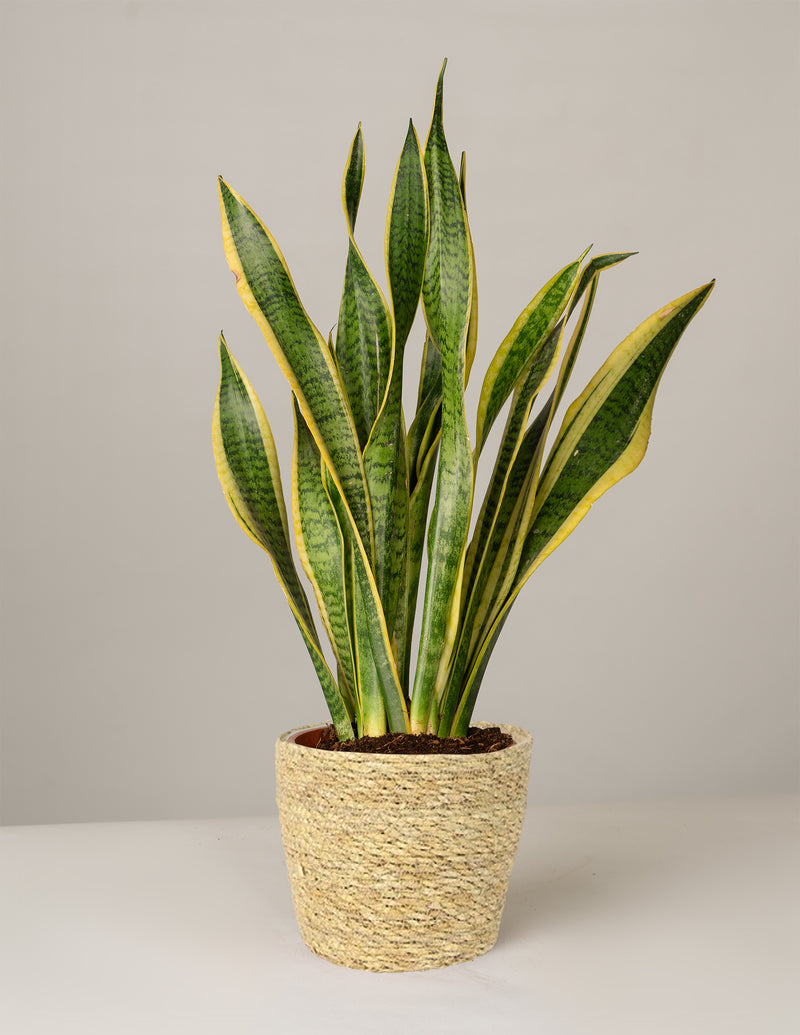 Sansevieria Laurentii Bogenhanf im Korbtopf – vielgrün