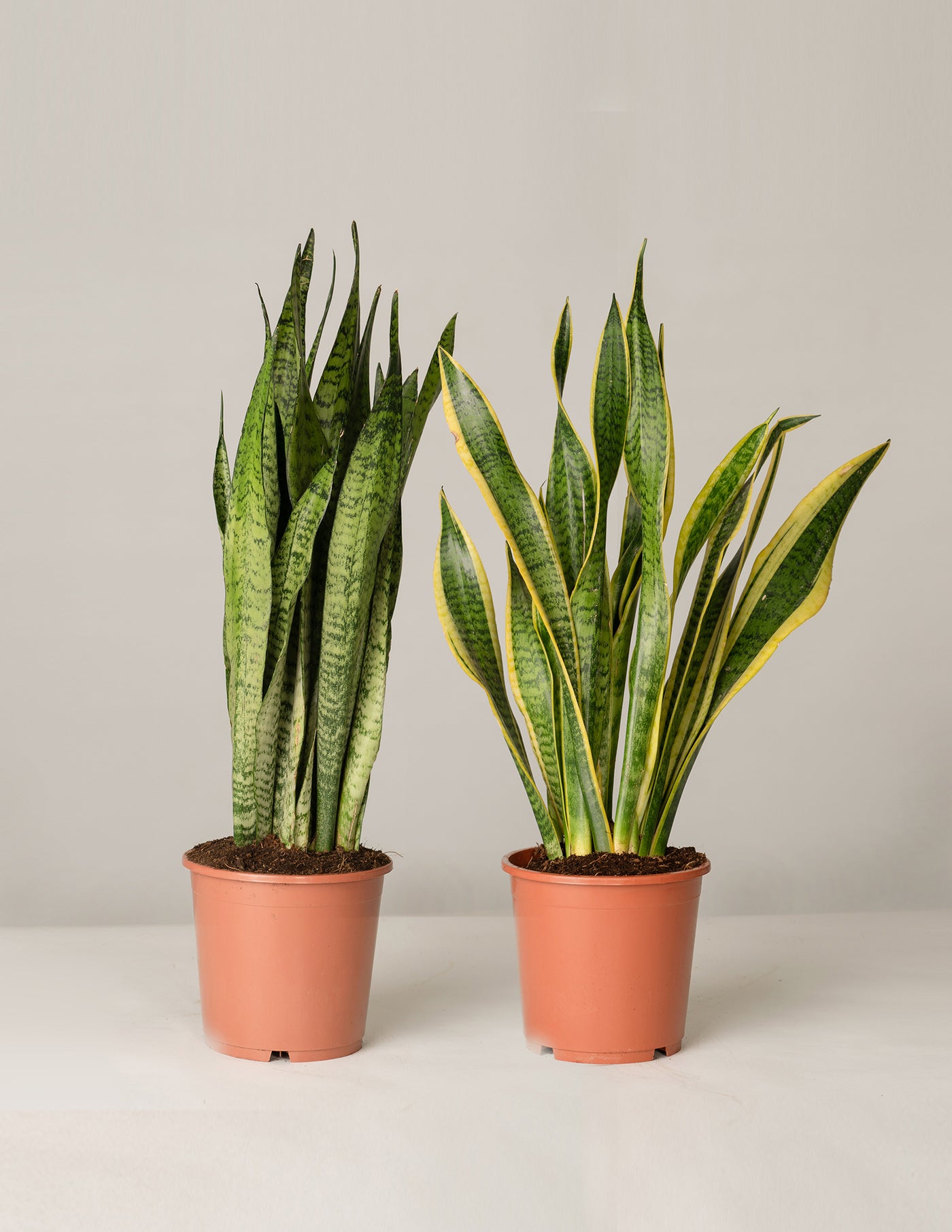 AIRY Bogenhanf (Sansevieria Zeylanica) • Luftreinigende Pflanze • Topf- Ca. 17cm, Höhe Mit Topf Ca. 70cm • Zimmerpflanze In Gärtnerischer Qualität • Sicherer Pflanzenversand • Deutsche Gärtnerei