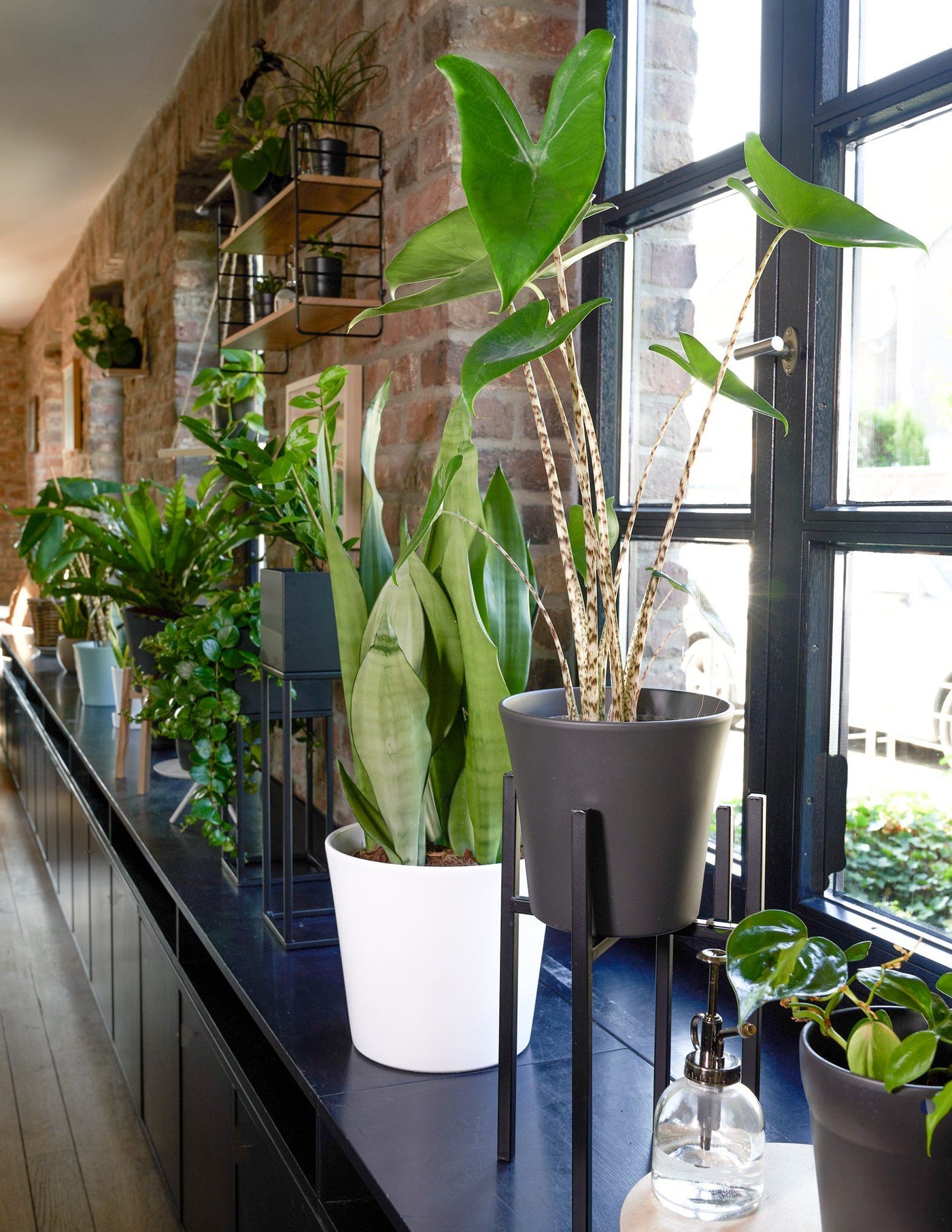Sansevieria Moonshine Bogenhanf Duo, 30cm – vielgrün