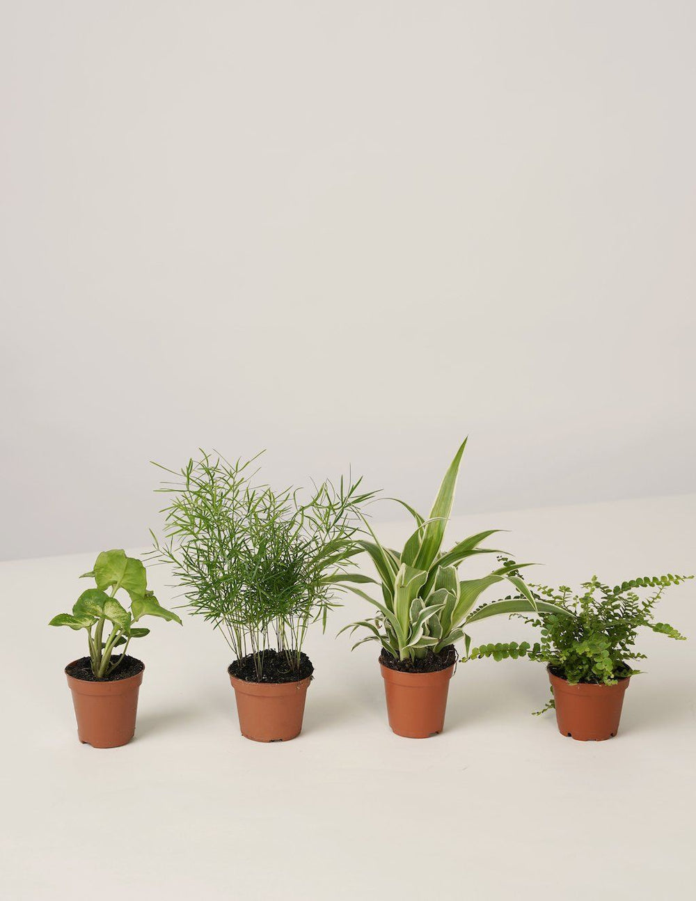 Terrarien DIY Starterset – vielgrün