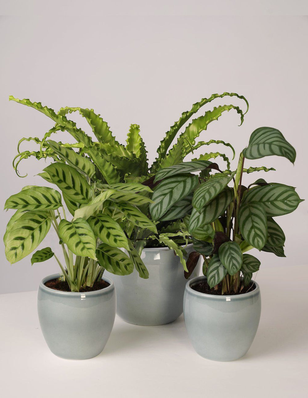 Calathea Leopardina – vielgrün