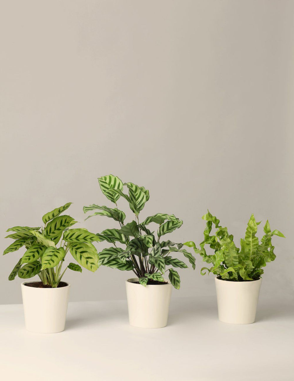 Calathea Leopardina – vielgrün