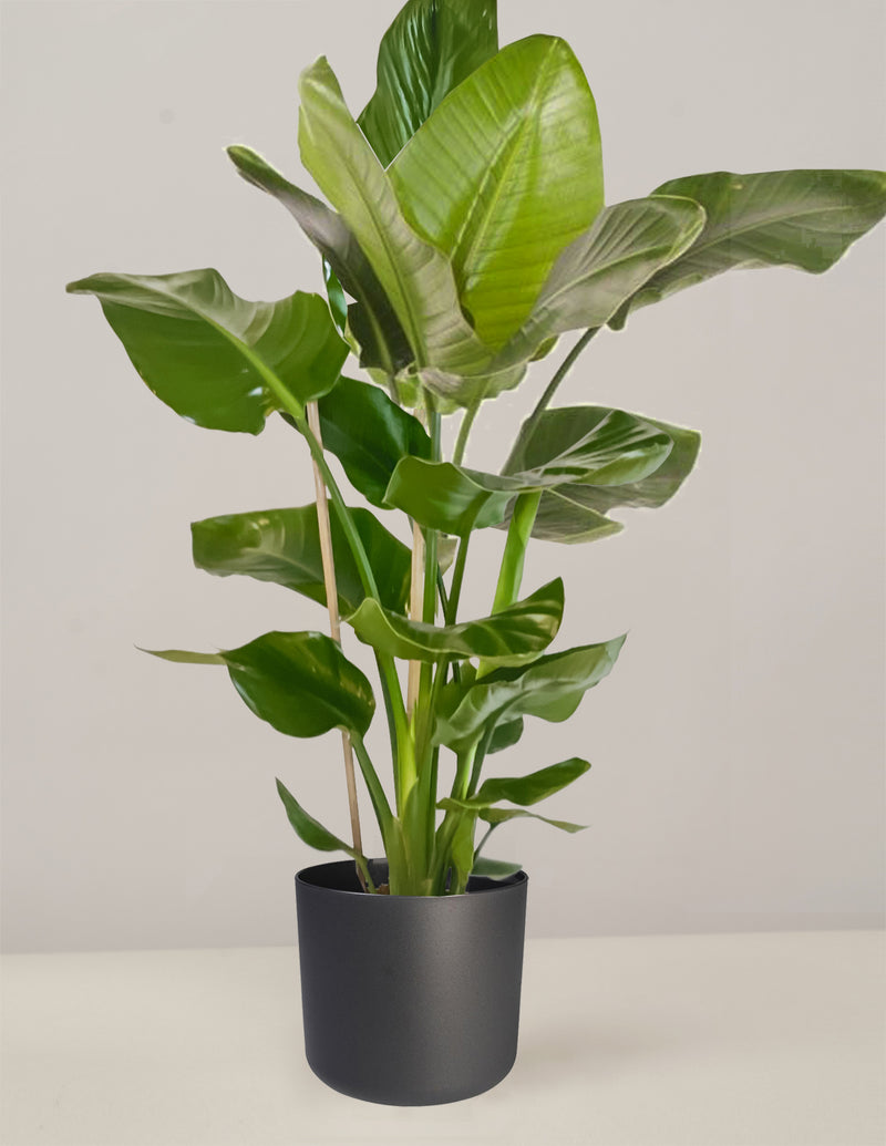 Strelitzia Nicolai Paradiesvogelblume XXL, 100cm – vielgrün