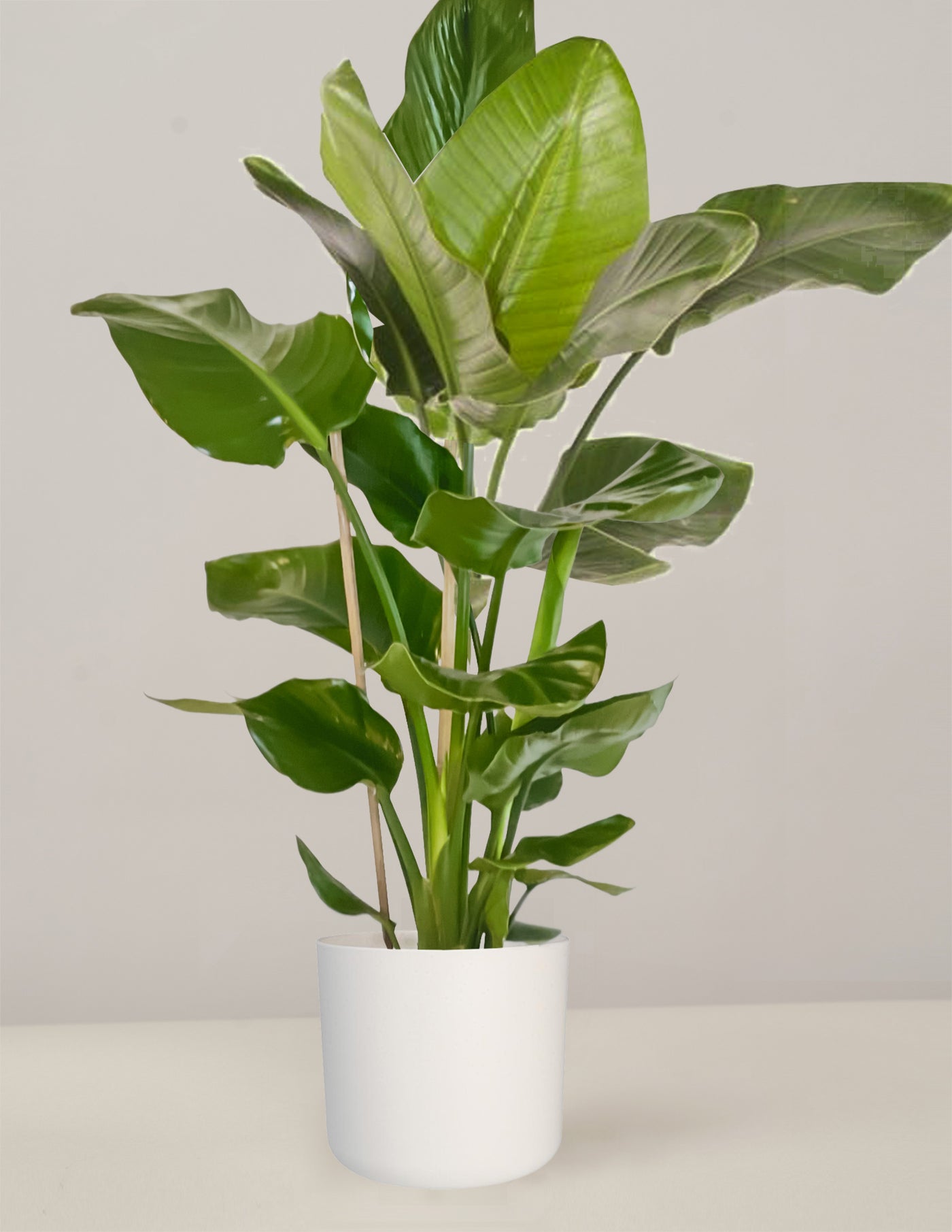 Strelitzia Nicolai Paradiesvogelblume XXL, 100cm – vielgrün