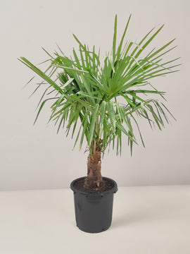 Trachycarpus Fortunei Hanfpalme, winterhart