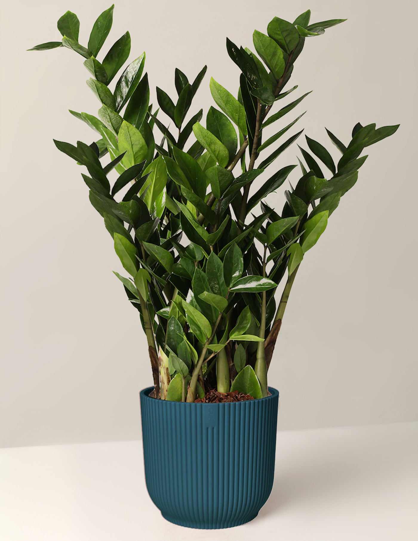 topfpflanze zamioculcas Zamioculcas Zamiifolia XL – vielgrün