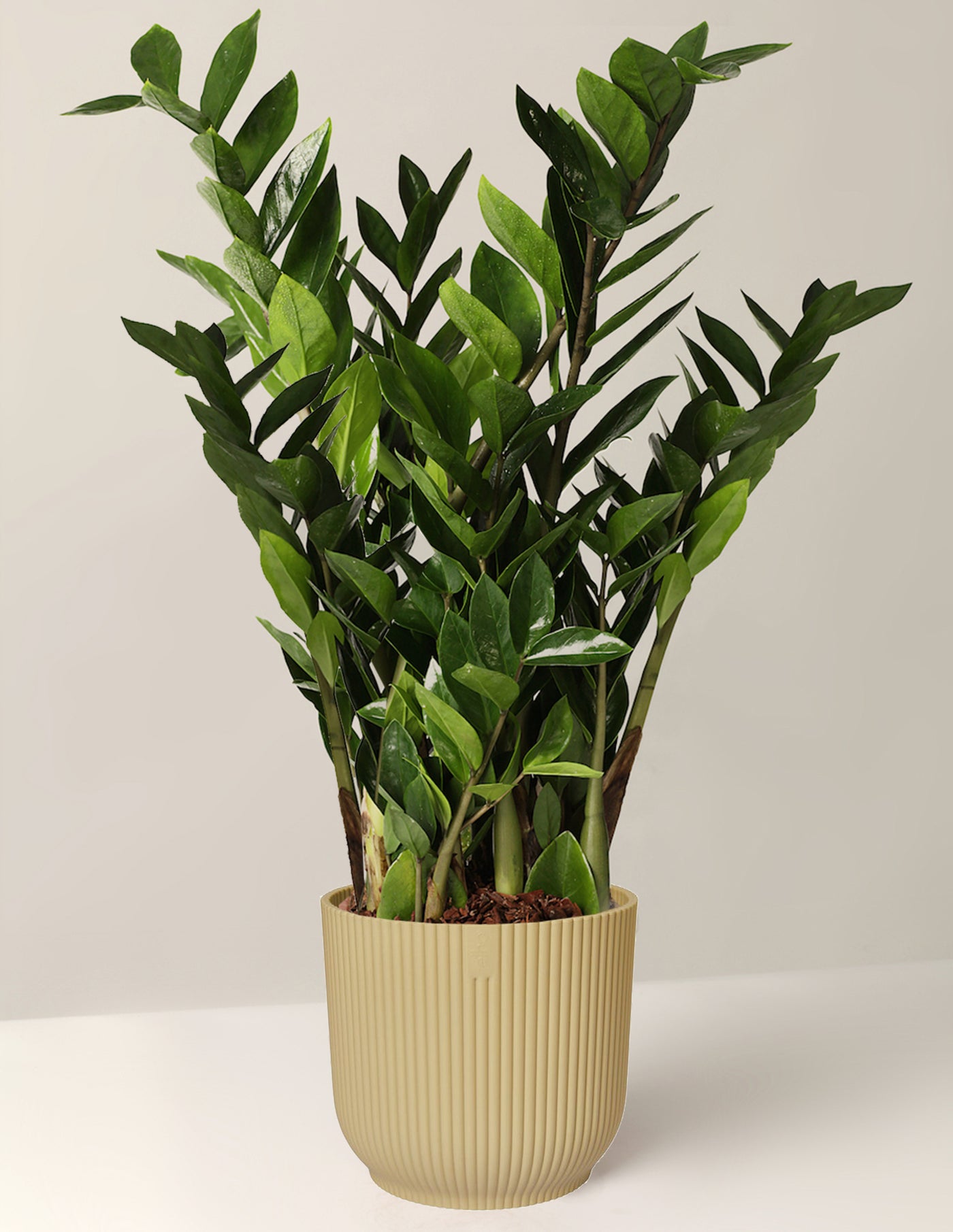 Zamioculcas Zamiifolia XL – vielgrün