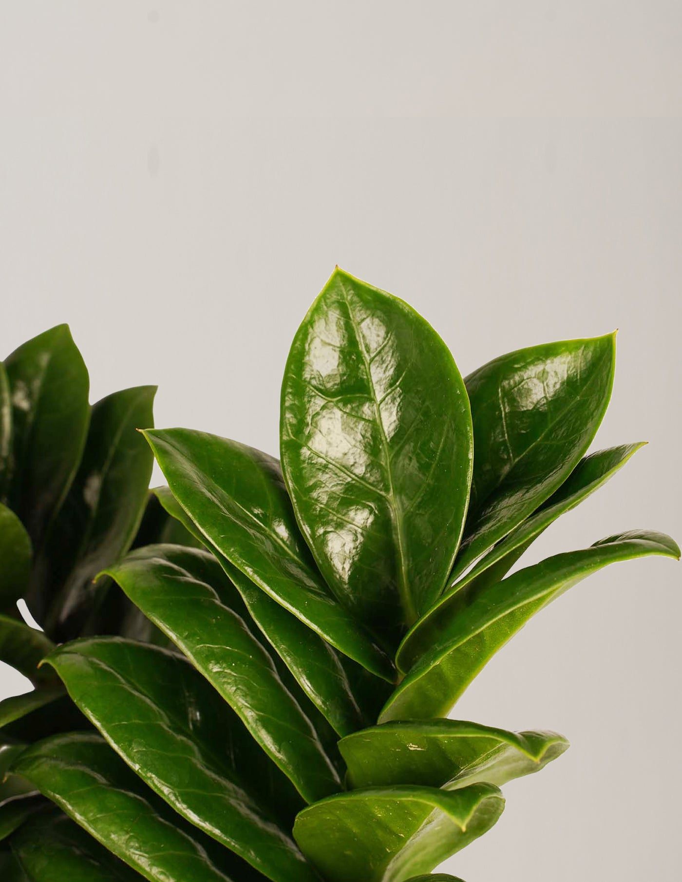 Zamioculcas Zamiifolia, Zamioculcas Zenzi Glücksfeder, Duo – vielgrün